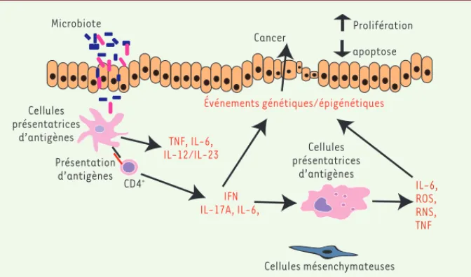 Figure 1. Mécanismes  pro-inflammatoires conduisant à l’induction d’événements génétiques et  épigénétiques facilitant la cancérogenèse