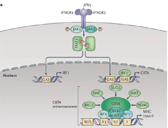 Figure 1-2. Voie de signalisation menant à la transcription du CMH II. La stimulation des  APCs et des cellules épithéliales par l’IFN-γ induit une cascade de signalisation qui mène à la  transcription de CIITA, qui induit l’expression des molécules du CMH
