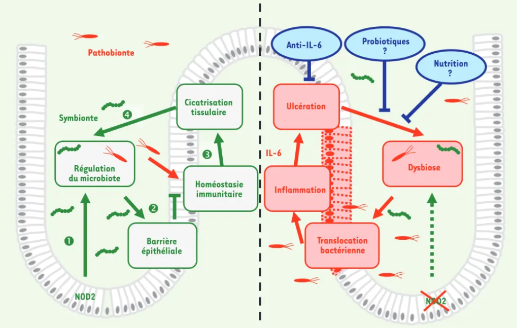 Figure 1. Régulation de la symbiose bactérienne par NOD2. NOD2 régule la composition du microbiote intestinal (1), ce qui contribue au maintien  de la fonction de barrière épithéliale (2) et à l’homéostasie immunitaire (3)