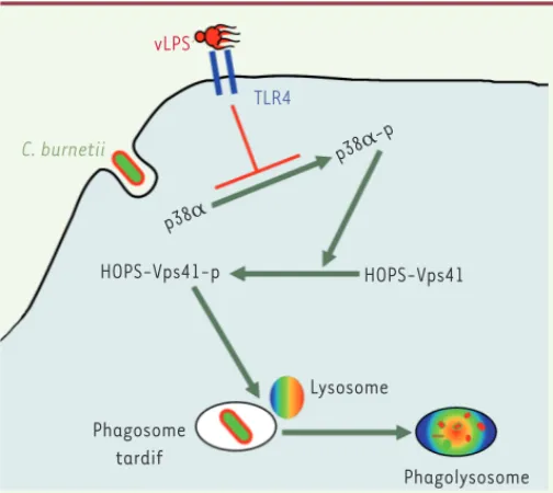 Figure 2. Inhibition de la formation des phagolysosomes par Coxiella  burnetii. Le LPS de C