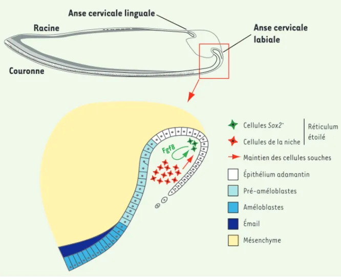 Figure 1. Incisive de souris. Elle possède deux niches de cellules souches à sa base : l’une linguale  responsable du renouvellement de la partie analogue à la racine dentaire ; l’autre labiale qui  renou-velle la partie analogue à la couronne dentaire