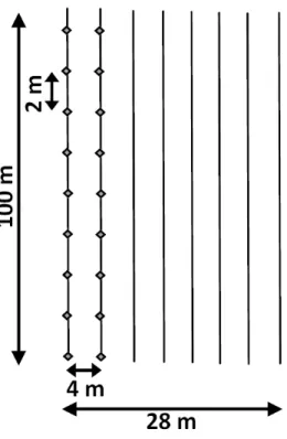 Figure n° 13 :  représentation  schématique d’un  réplicat. 