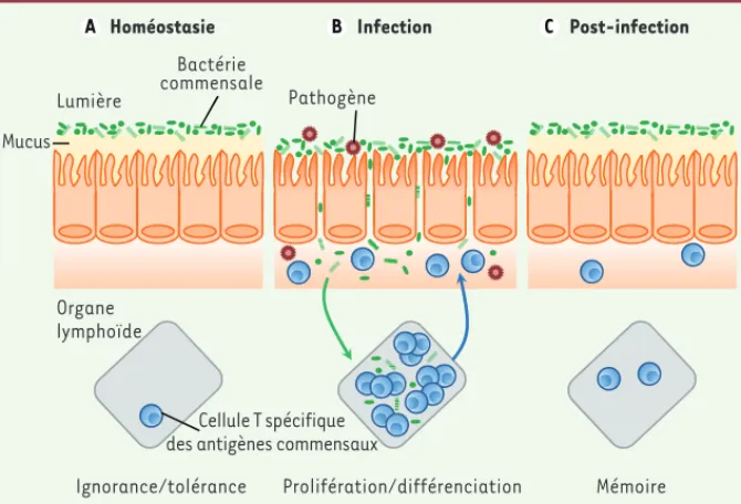 Figure 1. La rupture de la barrière intestinale entraîne une perte de tolérance vis-à-vis du micro- micro-biote intestinal
