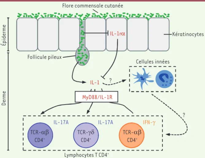 Figure 2.  La flore commensale cutanée influence les fonctions effectrices des lymphocytes T  présents dans la peau en modulant les effets de l’IL-1
