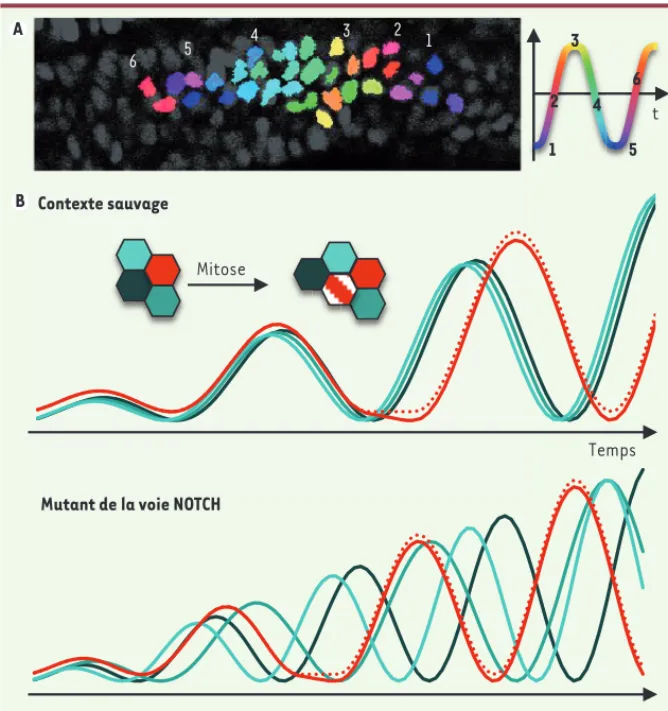 Figure 2. Impact de la voie de signalisation Notch et de la mitose sur la synchronisation de cellules  voisines