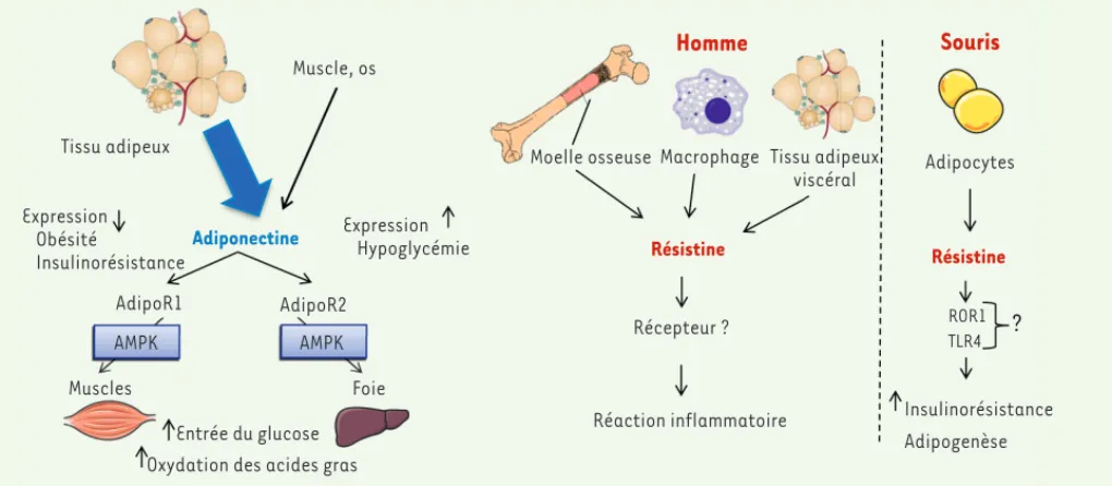 Figure 1. Lieu de production, exemples de cibles et rôles de l’adiponectine et de la résistine dans les tissus périphériques