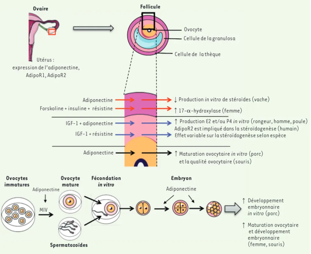 Figure 3. Schéma illustrant les effets de l’adiponectine et de la résistine au niveau de l’ovaire