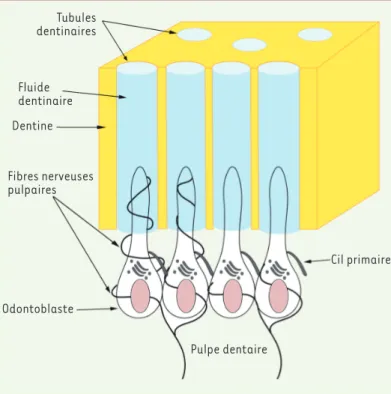 Figure 1. Schéma illustrant l’architecture et l’innervation du complexe den- den-tino-pulpaire