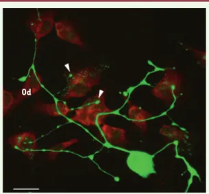 Figure 5. Modélisation in vitro de l’innervation odontoblastique  par coculture de neurones trigéminaux de souris et  d’odonto-blastes humains
