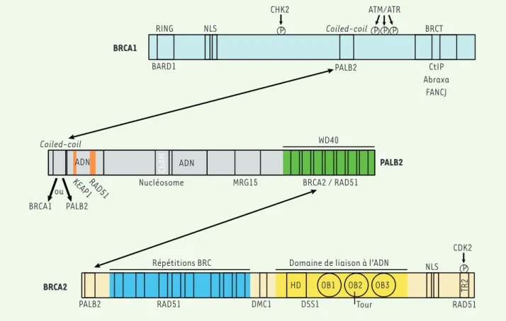 Figure 2. Organisation des domaines fonctionnels des protéines BRCA1, PALB2 et BRCA2. Les protéines interagissant avec BRCA1, PALB2 ou BRCA2  sont indiquées en dessous des domaines correspondants