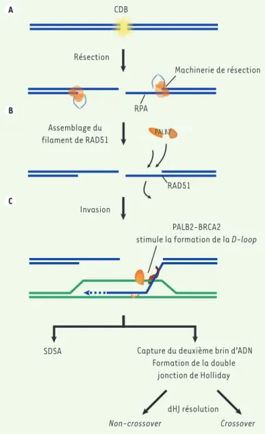 Figure 3. Fonction des médiateurs de la recombinaison homologue PALB2 et  BRCA2. A. Résection de la cassure double-brin (CDB) par le complexe de  résec-tion pour former un ADN simple-brin protégé par RPA