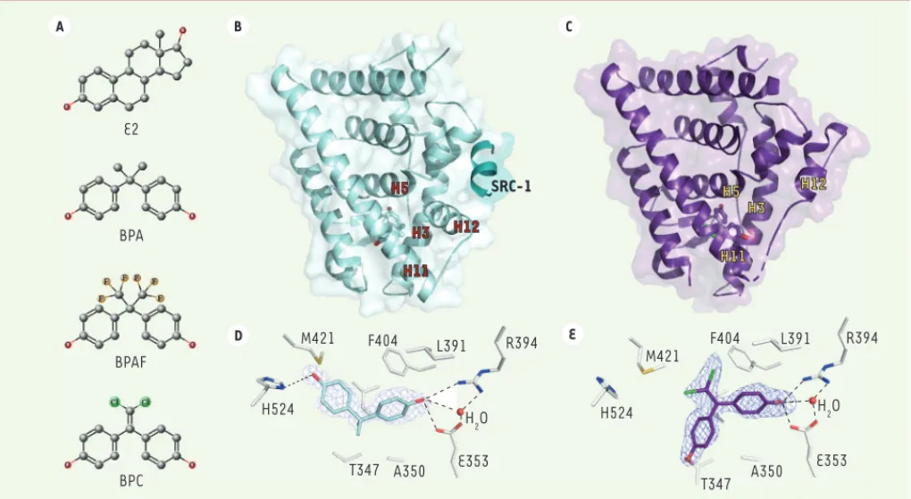 Figure 1. Structure des bisphénols et de leur domaine d’interaction avec les récepteurs aux œstrogènes