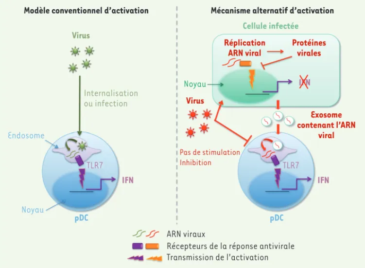 Figure 1. Modèles d’activation de la production d’IFN de type I lors d’une infection virale