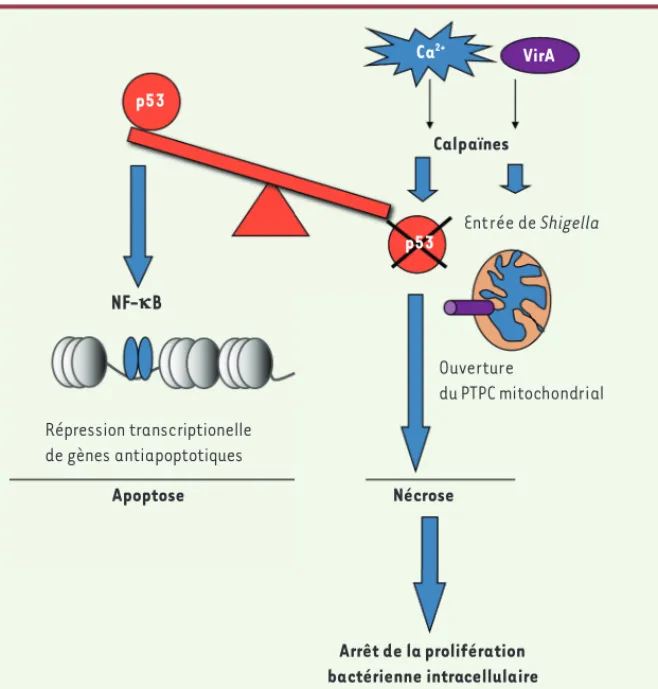 Figure 1. Régulation des différentes étapes de la physiopathogenèse de Shigella flexneri par les  calpaïnes