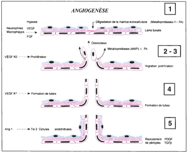 Figure 1: Les étapes de I’angïogenèse. La dégradation de la membrane basale (1) permet la migration (2) et la prolifération des cellules endothéliales (3) qui se différencient et s’organisent en une structure tubulaire (4) et finalement, il y a recrutement