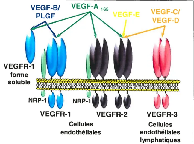 Figure 3: Représentation schématique de la famille du VEGF et de ses récepteurs.