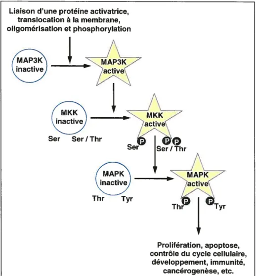 Figure 8: Représentation schématique d’un module des MAPKs. La transmission du signal au niveau intracellulaire se fait via la réaction de phosphorylation qui active la protéine-kinase au premier niveau et transmet à la prochaine protéine-kinase d’un modul