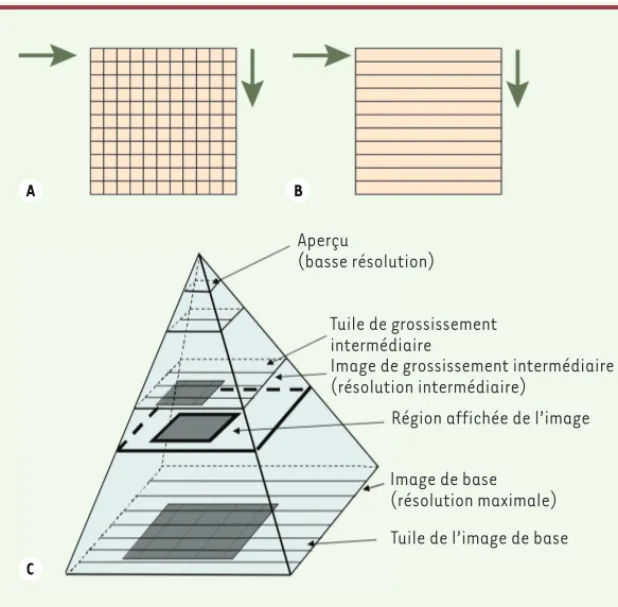 Figure 2. Numérisation et visualisation d’une image  pyramidale. A. La numérisation d’une région  d’in-térêt par un microscope motorisé s’effectue par  l’acquisition de tuiles carrées ou rectangulaires en  parcourant la lame, avec des déplacements de zones
