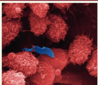 Figure 1. Trypanosoma brucei au milieu des cel- cel-lules myéloïdes hépatiques lors d’une infection  chez la souris