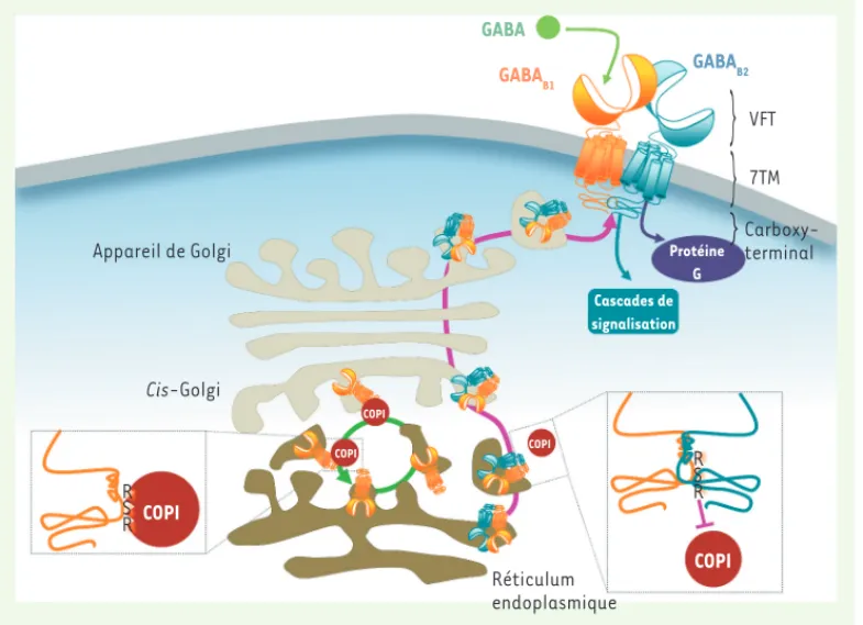 Figure 1. Mécanismes cellu- cellu-laires pour l'adressage  d’hé-térodimères GABA B   fonction-nels à la surface cellulaire