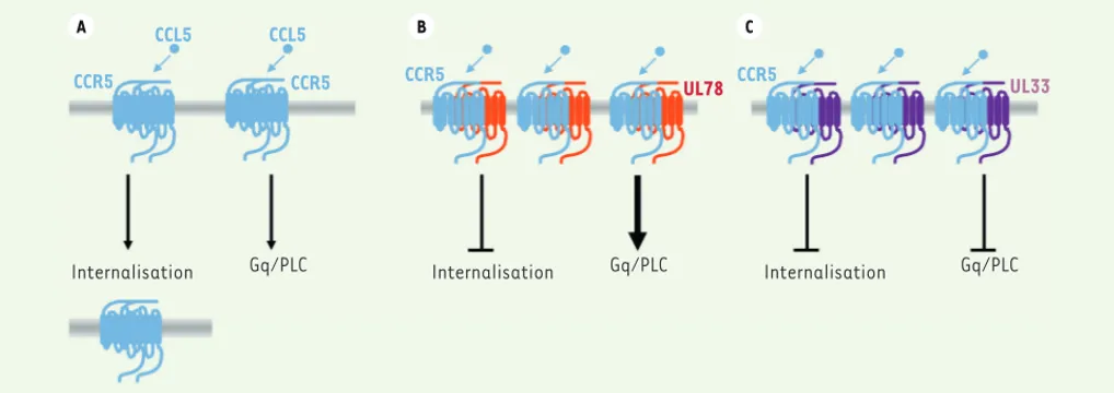 Figure 2. Effet des protéines orphelines à 7TM UL33 et UL78 sur la fonction du récepteur de chimiokine CCR5 dans les cellules THP-1