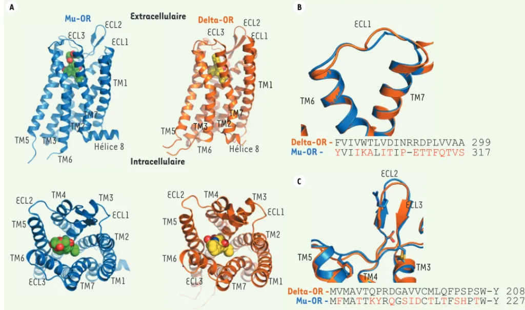 Figure 1. Vue d’ensemble des structures des récepteurs aux opiacés mu et delta. A. Les schémas du haut représentent une vue parallèle dans le  plan de la membrane plasmique du mu-OR (en bleu) et du delta-OR (en orange), et montrent l’organisation structura