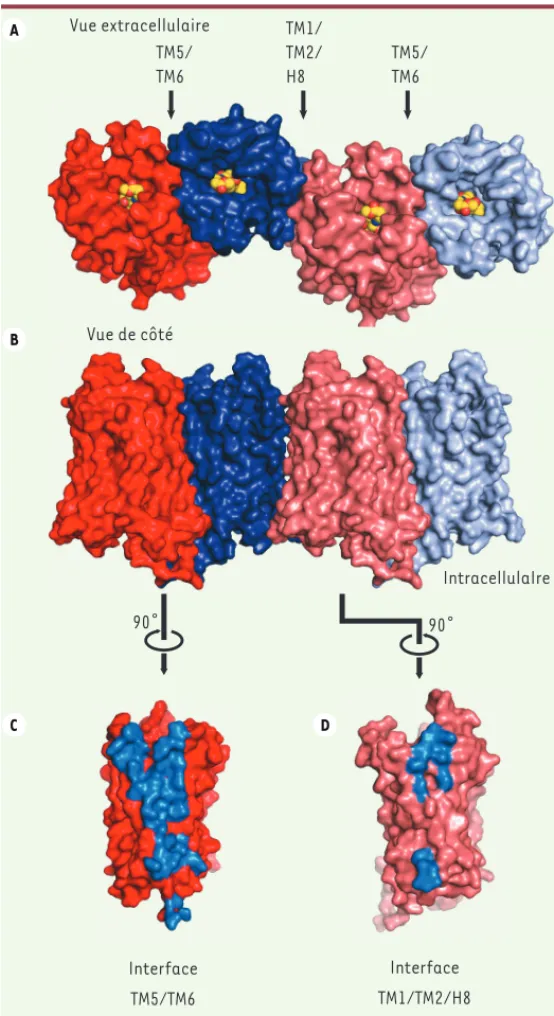 Figure 4. Organisation des oligomères de mu-OR. A. Vue de dessus (extracellu- (extracellu-laire) montrant les interfaces de contact entre deux mu-OR, l’une impliquant le  TM5 et le TM6, et l’autre impliquant les TM1/TM2 et l’hélice 8 (H8)