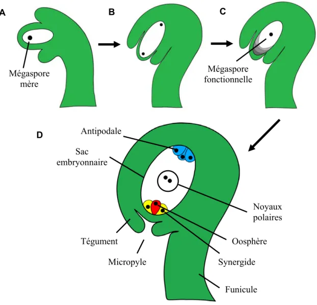 Figure 1: Représentation schématique du développement d’un sac embryonnaire de  type Polygonum