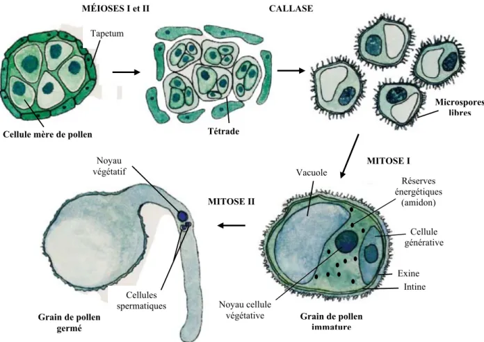Figure 2 : Représentation schématique de la microsporogenèse chez la plupart des  angiospermes