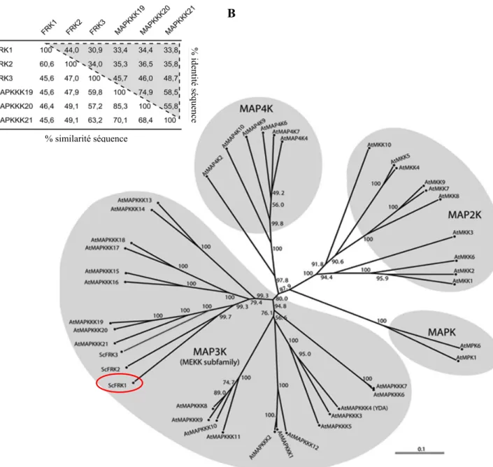 Figure 4 : Analyse de séquence de ScFRK1. A  Identité de séquence en acides aminés (triangle  gris) et similarité entre les représentants du groupe FRK (FRK1, 2 et 3) et ses orthologues chez Arabidopsis  thaliana (MAPKKK19, 20 et 21)