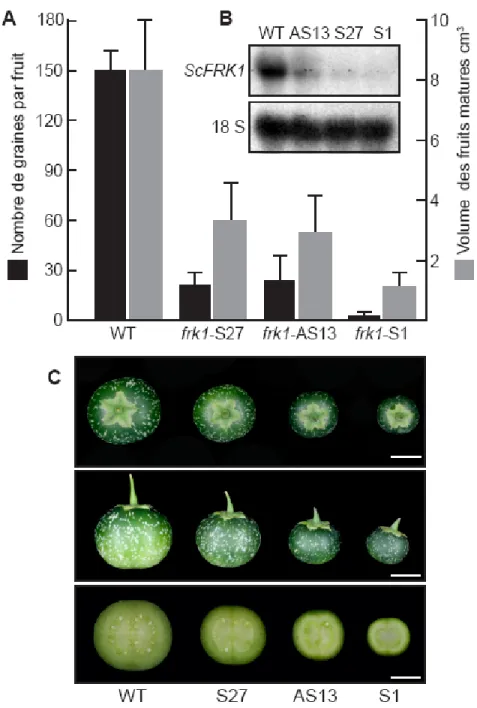 Figure 7 : Analyses phénotypiques des fruits des lignées transgéniques. A  Graphique de  croissance et de développement des fruits matures du contrôle ScG4 (WT) et des différentes lignées mutantes  ScFRK1  30 jours après pollinisation avec le pollen ScV22