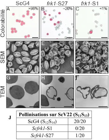 Figure 8 : Viabilité des grains de pollen chez S. chacoense. A-C Coloration au carmin  acétique