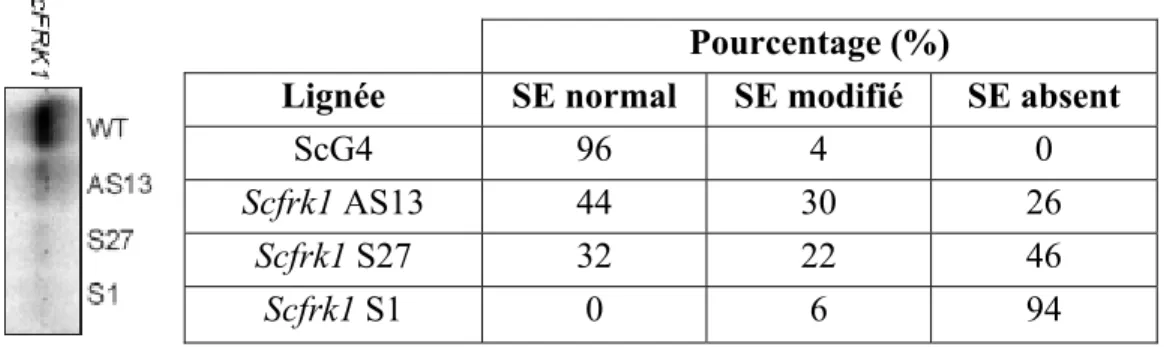 Tableau II : Pourcentage de sacs embryonnaires (SE) normaux vs anormaux dans les  différentes lignées de plantes transgéniques Sfrk1 à l’anthèse