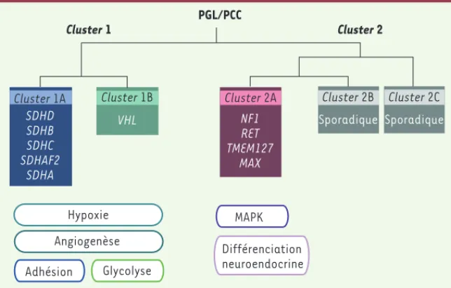 Figure 1. Représentation schématique de la classification non supervisée des PGL/PCC basée  sur le transcriptome