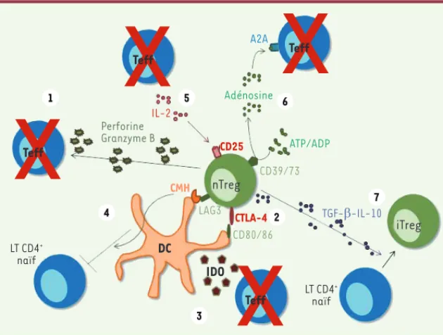 Figure 2. Mécanisme des fonctions suppressives  des nTreg.  (1) Lyse des Teff via une  produc-tion de granzyme et de perforine ; (2) liaison du  CTLA-4 avec CD80/86 induisant une diminution des  capacités activatrices de la cellule dendritique  (DC) (dimin