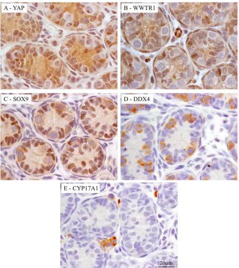 Figure 3.1 : Localization of YAP and WWTR1 in the testes of immature mice.  