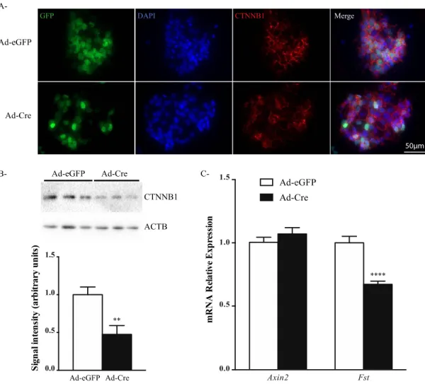 Figure  3.4  :  YAP  and  WWTR1  do  not  regulate  Sertoli  cell  differentiation  through CTNNB1