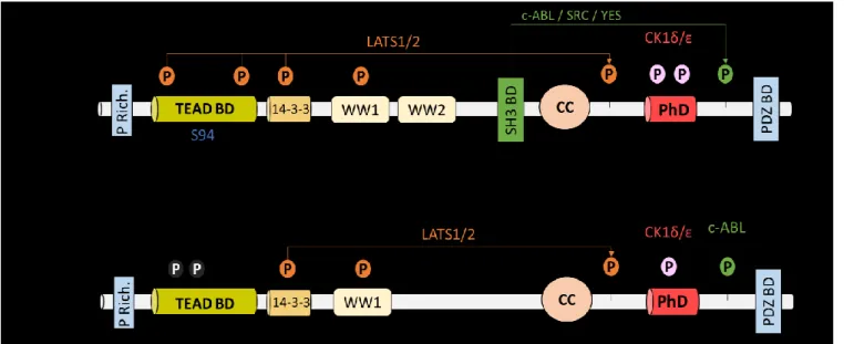 Figure 1.7. Domaines structuraux de YAP et TAZ  
