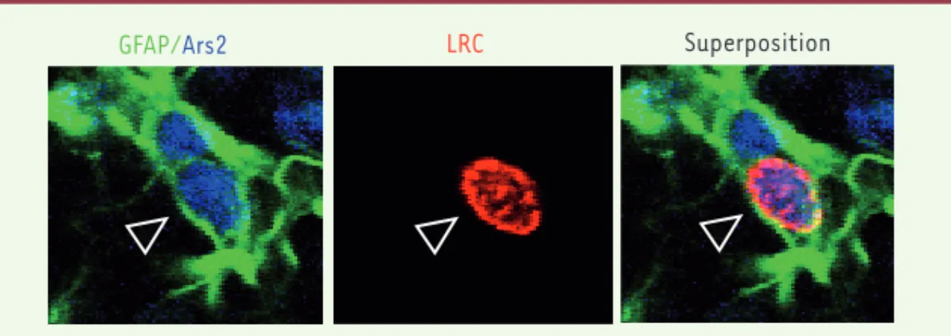 Figure 1. Ars2 est exprimée par les CSN. Marquage immunohistochimique d’une section coronale  du cerveau d’une souris transgénique adulte GFAP-GFP