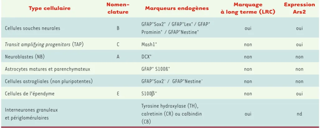 Tableau I. Récapitulation des marqueurs endogènes permettant l’identification des différentes cellules filles des CSN