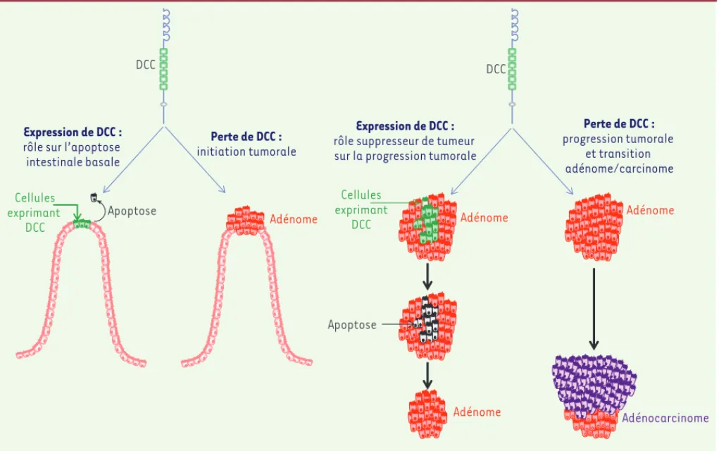 Figure 2. Modélisation du rôle de l’apoptose induite par DCC au cours de la tumorigenèse colorectale