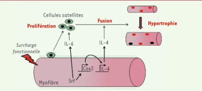 Figure 2. Modèle schématique. En réponse à une surcharge de travail du muscle, Srf dans les  myofibres module l’expression de l’IL-6, de Cox2 et de l’IL-4, ce qui permet un contrôle paracrine  de la prolifération des cellules satellites pour l’IL-6 et de l