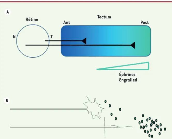 Figure 1. Guidage des axones rétiniens dans le tectum. A. Projection ordonnée des axones réti- réti-niens dans le tectum dans un gradient croissant antéropostérieur d’éphrines et d’Engrailed