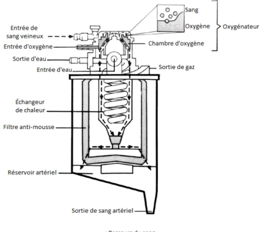 Fig 5 : Oxygénateur à bulles et échangeur de chaleur utilisés dans un système de CPB actuel