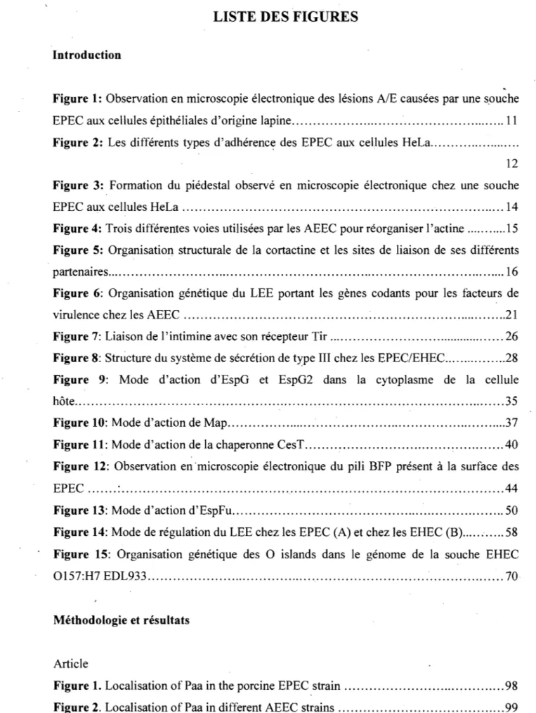 Figure 1:  Observation en microscopie électronique des  lésions AIE  causées par une s.ouche  EPEC aux cellules épithéliales d'origine lapine ...................................................