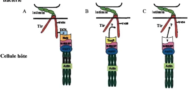 Figure  4:  Trois  différentes  voies  utilisées  par  les  AEEC  pour  réorganiser  l'actine