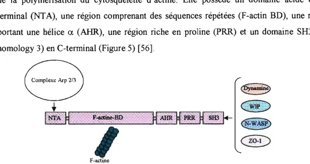 Figure 5:  Organisation structurale de la  cortactine et les  sites  de liaison de ses  différents partenaires