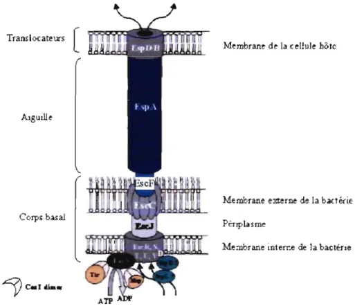 Figure  8:  Structure  du  système  de  sécrétion  de  type  m  chez  les  EPECIEHEC. 