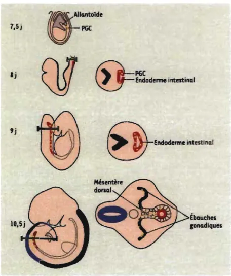 Figure 1 : Migration des POC au cours du développement embryonnaire chez la souris. 