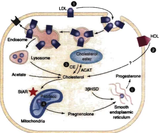 Figure 3 : Schéma simplifié des sources majeures de cholestérol dans la cellule lutéale